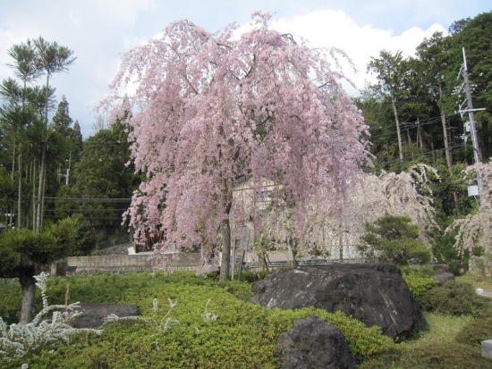 3771-１３．４．１２妙満寺 (6)枝垂れ桜.jpg